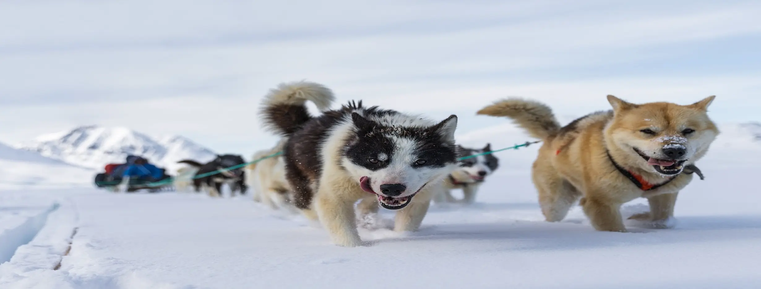 Image for Dog Sledding